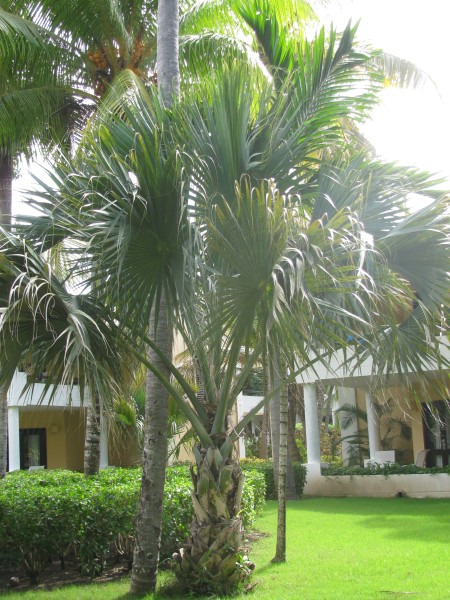 Dominican Republic 364.jpg